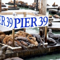 pier-39