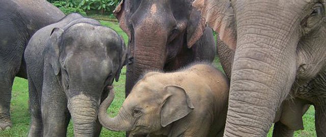 Boon Lot Elephant Sanctuary on GlobalGrasshopper.com