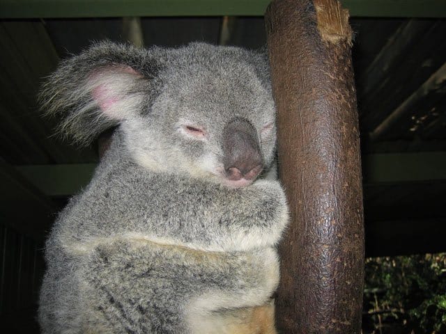 Lone Pine Koala Sanctuary on GlobalGrasshopper.com