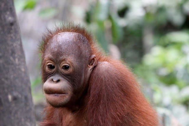 Sepolik Orangutan Sanctuary on GlobalGrasshopper.com