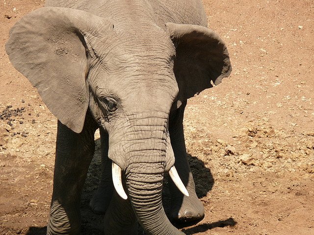 kenya animals elephants. Kenya Elephant, extreme travel