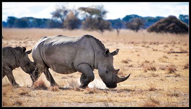 Rhino Sanctuary Bostwana